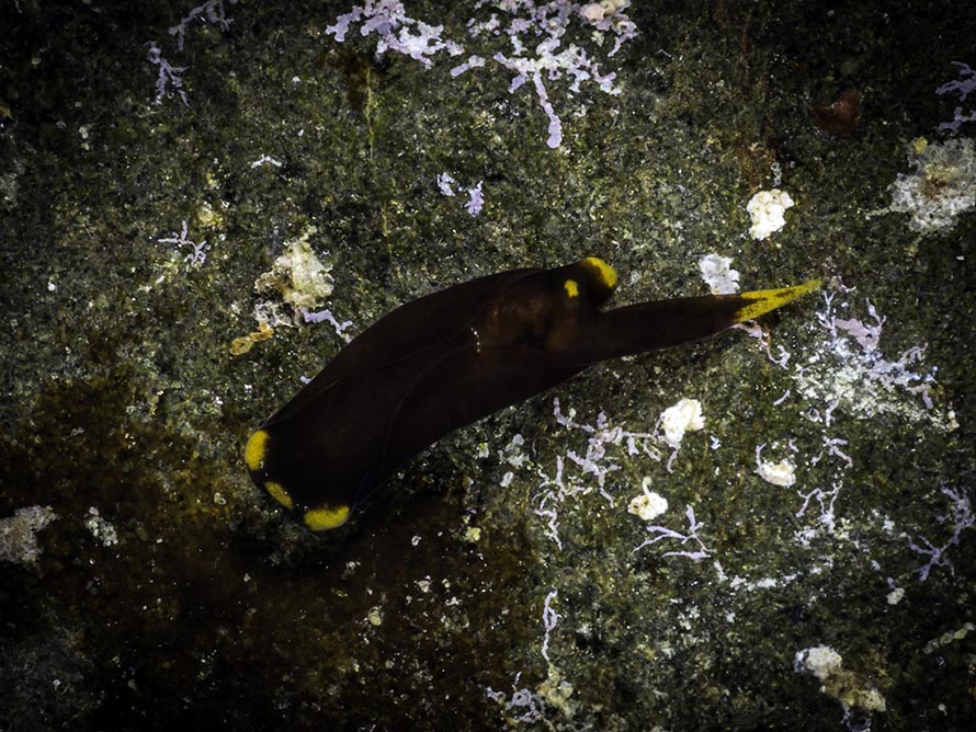 Heller & Thompson, 1983